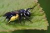 Andrena agilissima